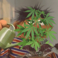 Канаплёв