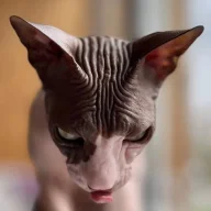 Fedacattt