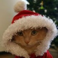 Новогодний_Кот