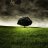 lonelygrass