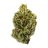 Kush